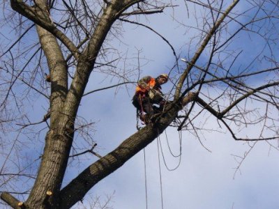 Przycinanie drzew -Wojewódzka Stacja Sanitarno Epidemiologiczna w Krakowie-